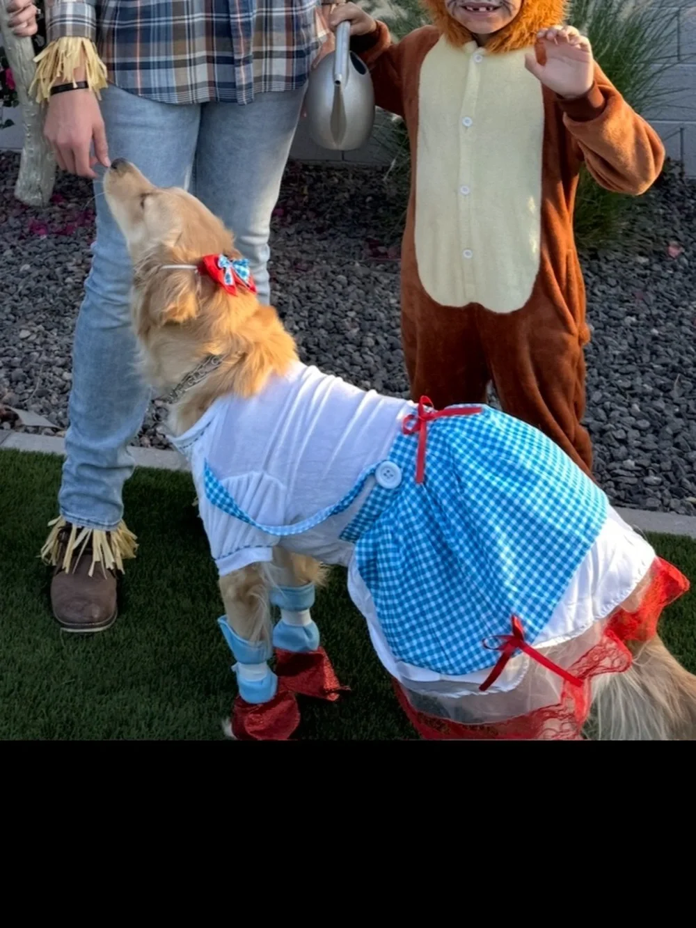 Dorothy wizard of Oz Dog Dress Costume XL